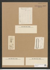 Amphora (Amphoropsis) recta Grun. (de-Toni-Nr.: Genus 31, Species 1380) Zeichnungen Sammlung Grunow Nr. 2608 (NHMW-BOT-W0369835)